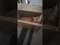 What I'm Grateful For - Kass in the Box