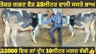 ਸਸਤੇ ਭਾਅ 2 ਗਾਵਾਂ ਇਕ ਤੋਕੜ ਗਭਣ। cows for sale/vadiya farm/20-1-25