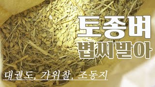 벼농사의 시작, 못자리 만들기 | 토종벼 볍씨 발아하기 - 대궐도, 가위찰, 조동지