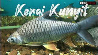 Ikan Kerai Kunyit, Sipenghuni fgt