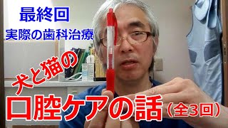 犬と猫の口腔ケアの話（全3回シリーズ）最終回：実際の歯科治療