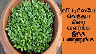 How to grow Fenugreek/Methi leaves at Home in Tamil | வெந்தய கீரை வளர்க்கும் முறை