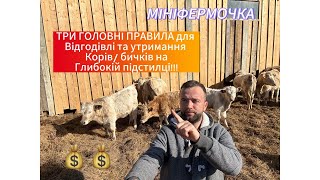 3 ОСНОВНІ ПРАВИЛА ДЛЯ БІЗНЕСУ НА УТРИМАННІ КОРІВ/ БИЧКІВ/ ТЕЛЯТ ВІЛЬНИМ СПОСОБОМ🫰🫰🫰💰💰💰💰