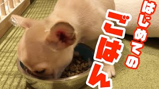 はじめてのごはん〜寝ていたフレンチブルドッグ子犬アトムのはじめてのごはん〜French bulldog puppy