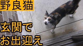 【鳴きまくり】玄関を開けるとお出迎えの野良猫、付いてくるで踏みそうになる！竹輪もたべます！