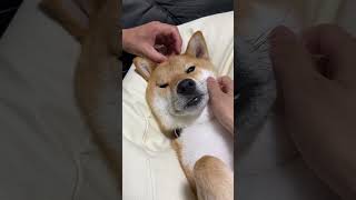 寝る前はママとパパに甘える時間 #shibainu #shorts #柴犬