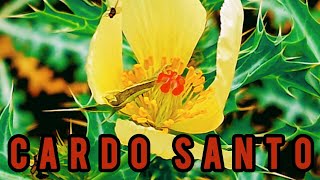 🔴🌱Cómo y porqué debo utilizar el CARDO SANTO o CHICALOTE (Argemone mexicana) | PLANTA MEDICINAL🤠😀