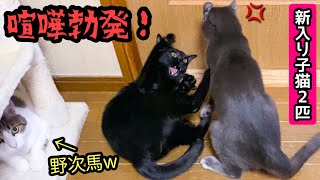 Two kittens who are always close friends have started fighting! !!