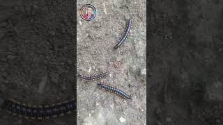 Centipede's on the ground#subscribe#shorts