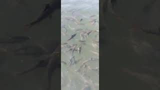 Tilsa shiva mandir/God's Fish/Magical fish pond,wada,Palghar #shorts #shortvideo #god #fish #viral