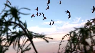 The Importance of Scouting for Waterfowl - Inside the Blind