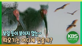 사라진 철새 따오기, 보일 듯이 보이지 않는 따오기는 어디에 있을까?[환경스페셜-보일 듯이 보이지 않는 따오기 복원 프로젝트] / KBS 20100616 방송