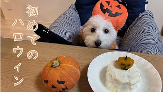 マルックスの子犬初めてのハロウィン【マルチーズ×ダックス】