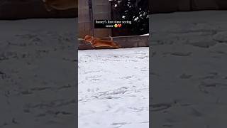 Dogs First Time Seeing Snow 🥹❄️