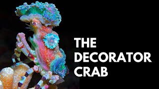 Decorator Crabs Love to Dress Up | Fashionistas of the Ocean