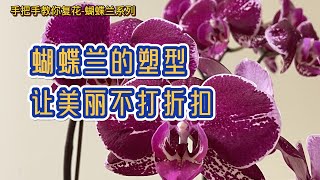 手把手教你复花-蝴蝶兰 55- 蝴蝶兰的塑型 让美丽不打折扣