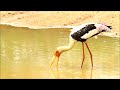 painted stork fishing technique