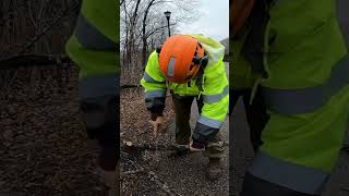 Tree Felling Demo: Tree Trust Branches Crew