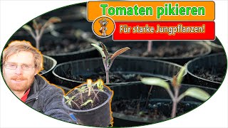 So bekommst du kräftige Tomaten 🍅 Tomaten pikieren