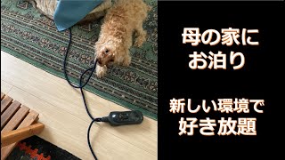 ペットホテルで元気が無くなったので母の家にお泊り。好き放題するかりんちゃん