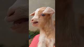 Cute goat baby I goat sound |goten | goat video | funny goat |cute goat funny video | #pets #shorts