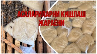 АСАЛАРИЛАРНИ КИШДА ТЕКШИРИШ ЖАРАЁНИ🐝.Асалари бокиш сирлари🐝.Асаларичиликни урганиш 🐝АСАЛАРИЧИЛИК