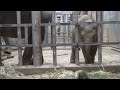 アジアゾウ赤ちゃん25★うららちゃん★東山動植物園★baby elephant★