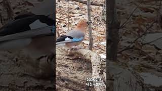 Beautiful voice~ 영상을 넣어봅니다. 쌀먹으러 온 세번째 손님입니다. #우리동네 #어치 #Gladiator #Garrulus glandarius #bird #korea