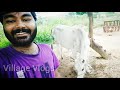 ఫెమస్ మామిడి చెట్టు famous mango tree village vlogs