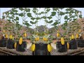 cara menanam timun suri dari benih sampai panen || how to plant cucumber suri from seed to harvest