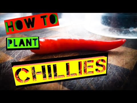 How to plant chillies How to plant chillies