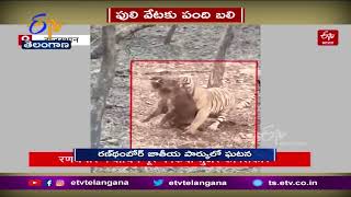 Female Tiger Hunted A Wild Boar At Ranthambore National Park, Rajastan