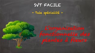 SVT FACILE - Tale spé. - L'organisation fonctionnelle des plantes à fleurs