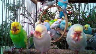 Funny Moments with Rambow Spangle Budgies! 😂 #FunnyVideo