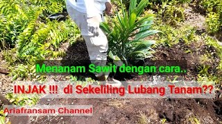 Menanam Sawit di Lahan Gambut Cara Gampang | PPKS 540 umur 7 bulan