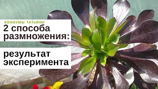 Способы размножения: результат эксперимента