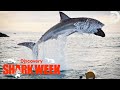 The HIGHEST GREAT WHITE BREACH Ever Recorded! | Shark Week | Discovery