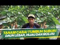 CARA TANAM CABAI BAGI PEMULA DI TANAH MERAH ‼ CARA MENGATASI DAUN KRITING ‼ RAHASIA TANAMAN SUBUR ‼