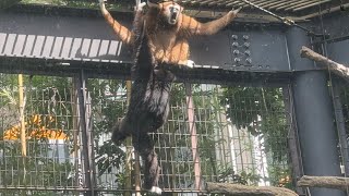 朝のココちゃんゆんゆんくんの様子をお届け【‎2024年‎9月5日】【上野動物園】シロテテナガザル