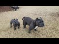 MiniBulls they little and Big at the same time