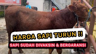 HARGA SAPI TURUN‼️UPDATE HARGA SAPI TERBARU‼️GROSIR SAPI BERGARANSI \u0026 TANPA CALO‼️