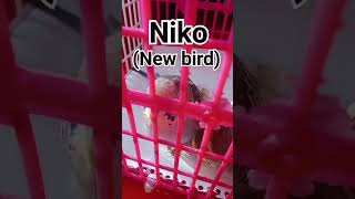 Niko is new bird but our heart Nilu is died 🥺💐😭