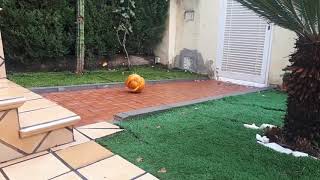 Tirando un calabaza de halloowen por el balcón (cámara lenta)