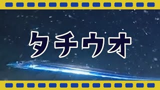 【駿河湾深海生物映像図鑑】タチウオ