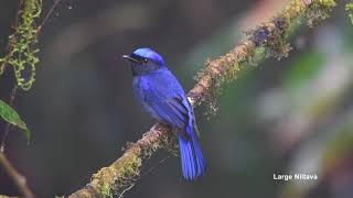 Birds of Thailand