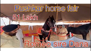 Stallion Romeo sire Dana/DSS stud Farm Sirsa Haryana / Pushkar horse fair #beanttulewal #horselover