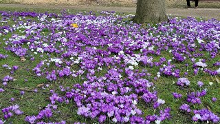 #พาชมดอกไม้ Krokus #สวยงามมากๆ