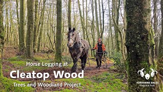 Horse Logging at Cleatop Wood | Yorkshire Dales National Park