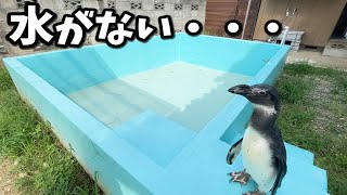 大好きなプールに水が入ってないと知った時のペンギンの反応