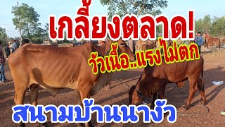 ราคาดีวัวเนื้อ ตลาดต้องการสูงต่อเนื่อง ราคาวัววันอาทิตย์ 3 พ.ย.67 บ้านนางัว